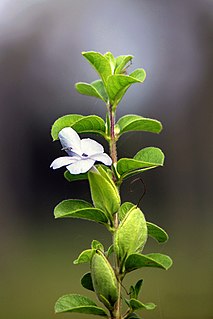 <i>Barleria mysorensis</i> Species of flowering plant