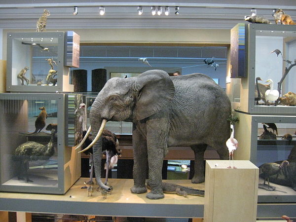 Elephant display.