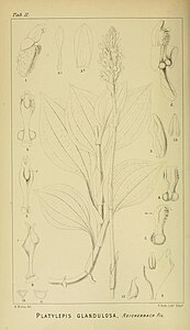 plate 11 Platylepis glandulosa