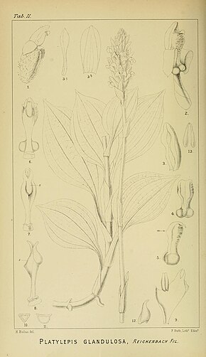 Billedbeskrivelse Harry Bolus - Orchids of South Africa - bind I plade 011 (1896) .jpg.