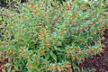 Havana Butterfly Garden, Firecracker plant