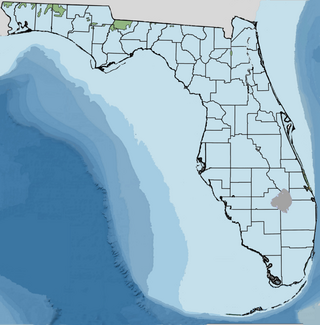 <span class="mw-page-title-main">Florida's Hazelhurst terrace and shoreline</span>