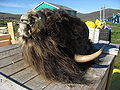 Head of a muskox (Ovibos moschatus) observed in Upernavik Kujalleq