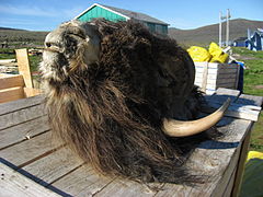 Muskox head on display in Upernavik Kujalleq