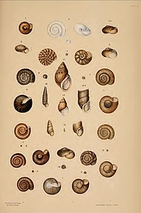 Tafel aus A Monograph of Australian Land Shells