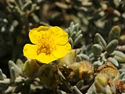 Helianthemum caput-felis