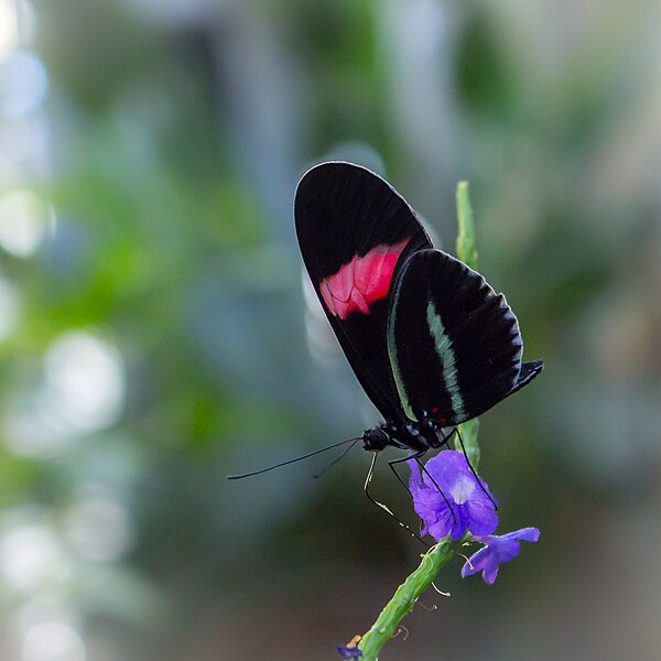 File:Heliconius Melpomene Rosina (251419757).jpeg