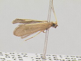 Helicopsyche septifera