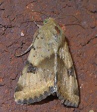 Heliothis phloxiphaga