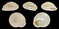 * Nomination Shell of a La Gomerian land snail, Hemicycla idairae --Llez 06:02, 10 March 2024 (UTC) * Promotion  Support Good quality. --Ermell 06:09, 10 March 2024 (UTC)