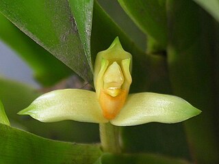 <i>Heterotaxis</i> Genus of orchids