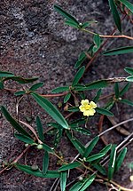 Thumbnail for Hibbertia lepidota