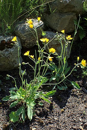 Descrizione dell'immagine Hieracium glaucinum kz03.jpg.