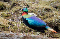 Himalayan Monal Adult Male East Sikkim Sikkim India 11.05.2014.png
