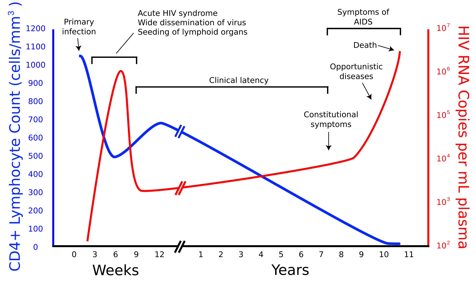 [Image: 2000px-Hiv-timecourse_copy.svg.png]