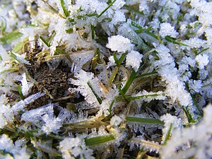 Hoar frost on grass