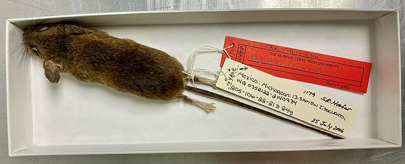 File:Holotype - Peromyscus kilpatricki.jpg