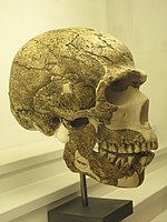 Homo sapiens ssp. ? Homo neanderthalensis? Skhul 5 (?) Israel 0,10 Mya