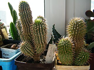 <i>Hoodia macrantha</i> Species of succulent