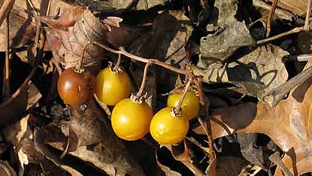 Horse nettle berries.jpg