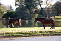 Horses (1986117785).jpg