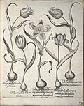 Miniatuur voor Bestand:Hortus Eystettensis, 1640 (BHL 45339 084) - Classis Verna 73.jpg