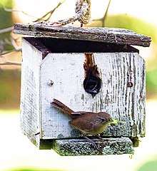 House Wren (Troglodytes aedon) hyödyntäen pesälaatikkoa