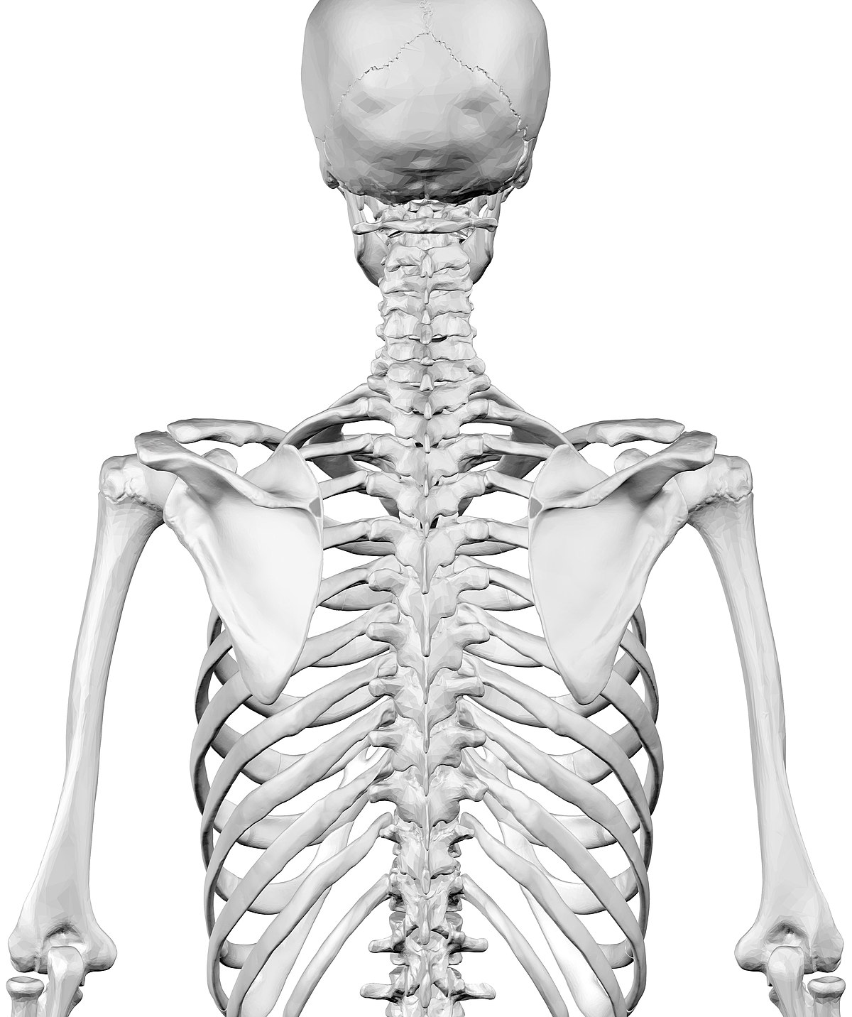 File:Human Skeleton Upper Body Posterior View.jpg - Wikimedia Commons