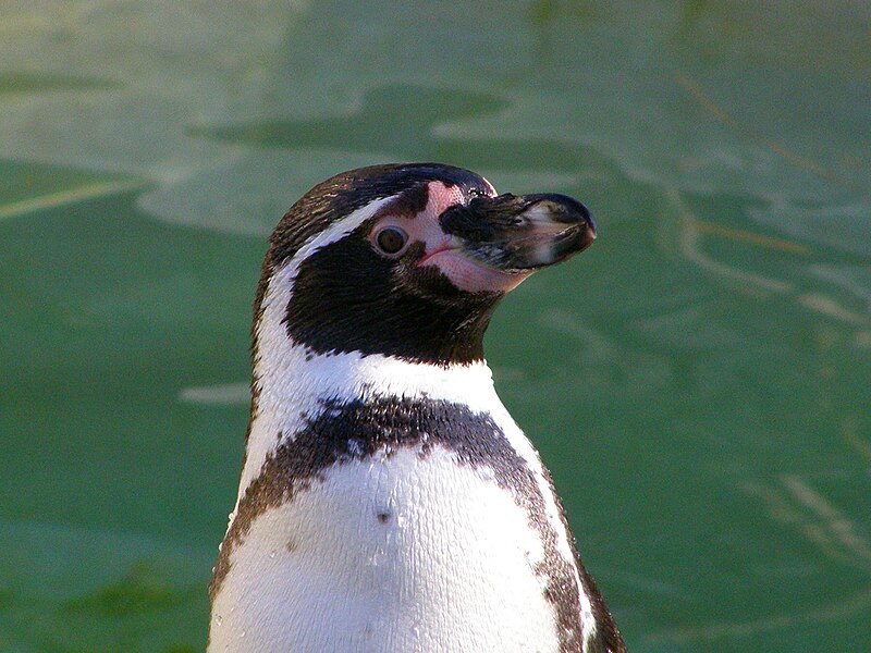 File:Humboldt Penguin (Spheniscus humboldti)-upper body.jpg