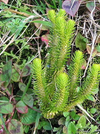 A club moss belonging to the genus Huperzia- which furnishes the purge "Huaminga", used as a follow-up to worming treatment with a Streptosolen infusion, in the folk medicine of Peru. Huperzia dentata (habitus).jpg