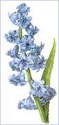 Hyacinth redoute.JPG
