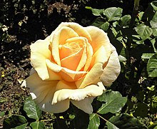 Hybrid Tea - Diamond Jubilee 11 (crop).JPG