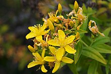 Hypericum canariensis.jpg