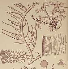 Hypnea musciformis.jpg