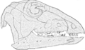 Crâne d’Hypsilophodon foxii, ressemblances à celui d’Aachenosaurus.