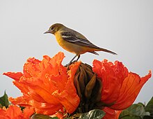 Adult female Icterus galbula Turpial de Baltimore Baltimore Oriole ( female) (8315125790).jpg