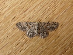 Description de l'image Idaea ferrilinea.jpg.