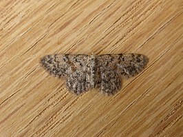 Idaea ferrilinea