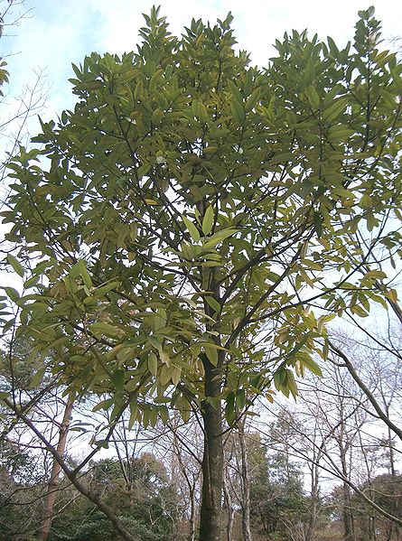 File:Ilex latifolia2.jpg