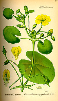 Illustration_Nymphoides_peltata0.jpg