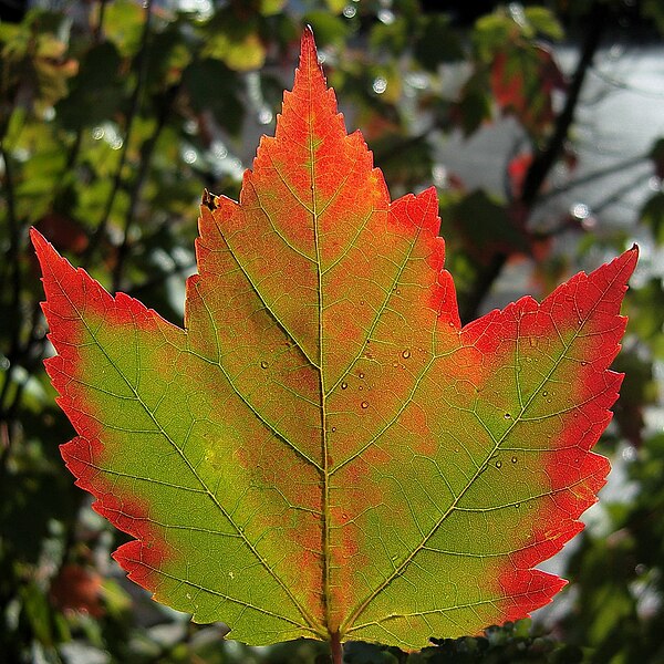 File:Indian Summer.jpg