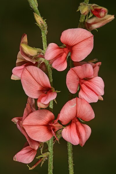 File:Indigofera heterotricha 1DS-II 3-1188.jpg