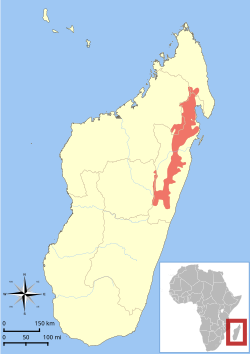 Distribución del indri