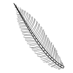 Insect-antenna plumose.svg