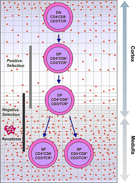 File:Intrathymic T Cell Differentiation.JPG