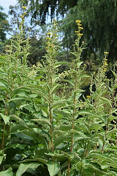 240px-Inula_racemosa_kz01.jpg