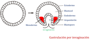 Protostomia: Definición y apomorfías, Destino del blastoporo, Desarrollo embrionario