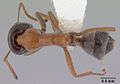 Iridomyrmex cephaloinclinus casent0172059 dorsal 1. jpg