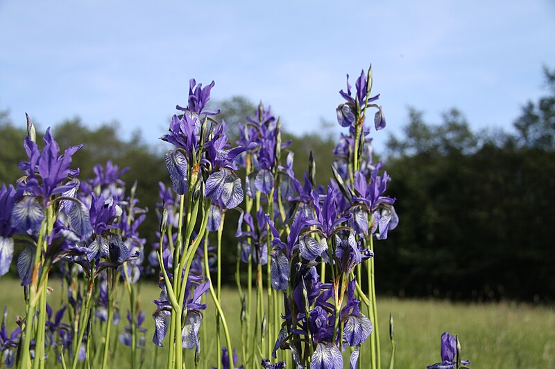 File:Iris sibirica in natural monument Pancice-V rekach in 2011 (7).JPG