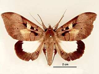 <i>Ischyja albata</i> Species of moth